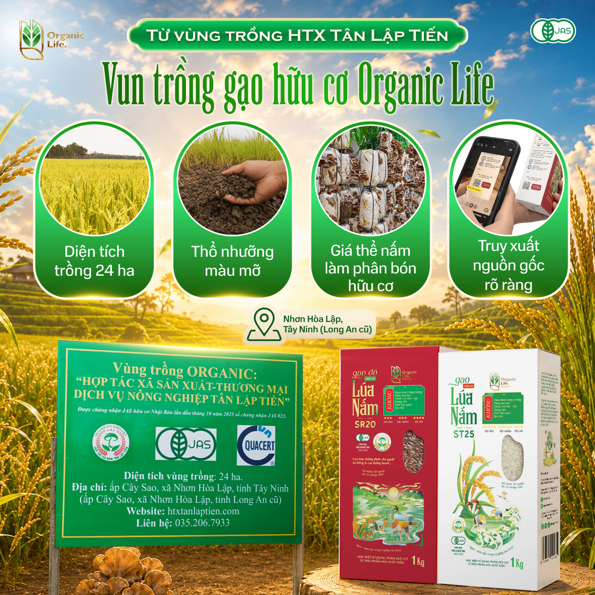 Gạo lúa nấm hữu cơ Organic Life có nguồn gốc tại HTX Tân Lập Tiến