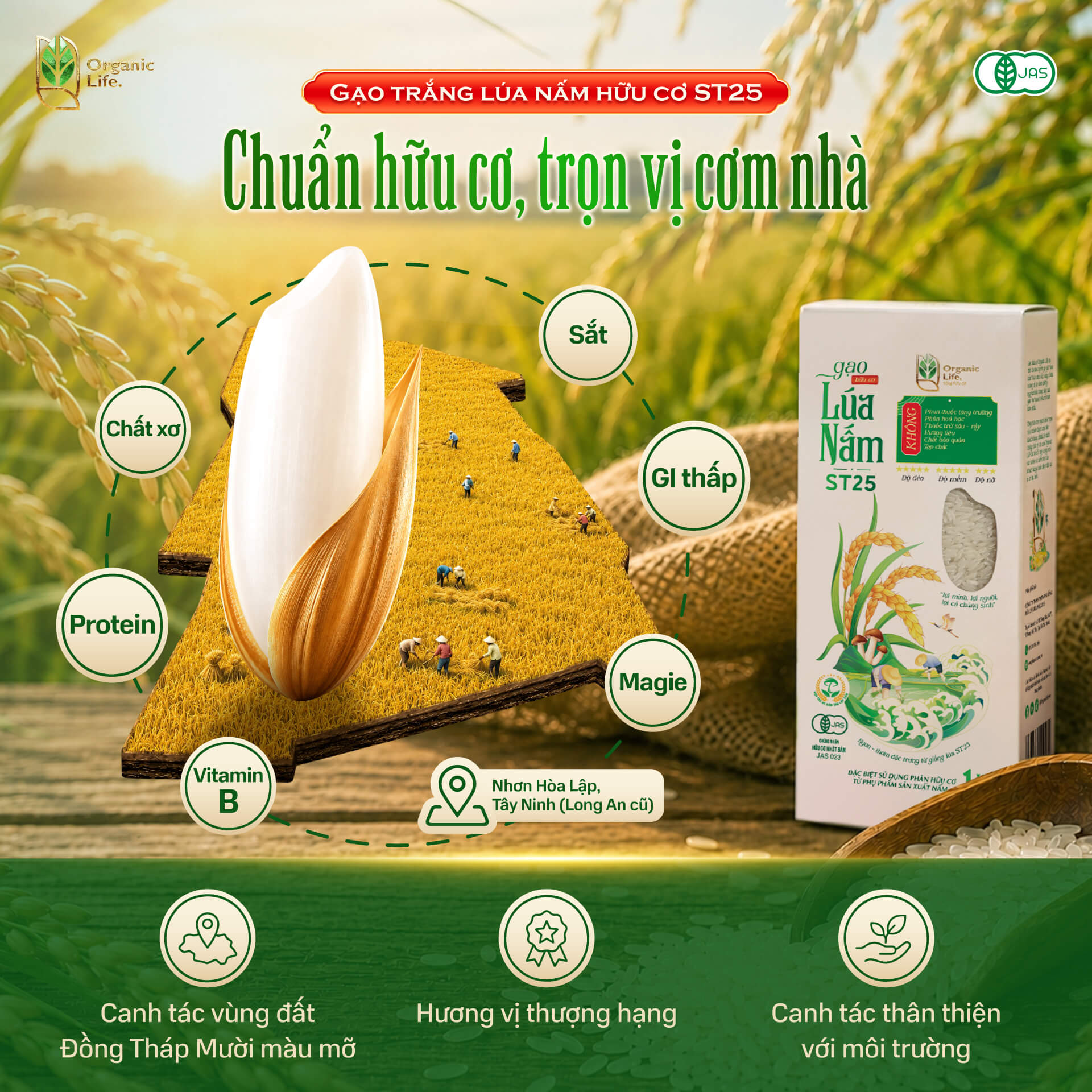 Lợi ích Gạo Trắng Lúa Nấm Hữu Cơ ST25